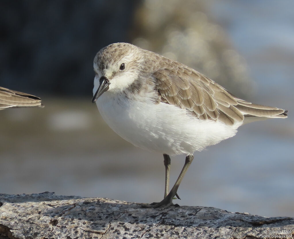 Semipalmated Sandpiper