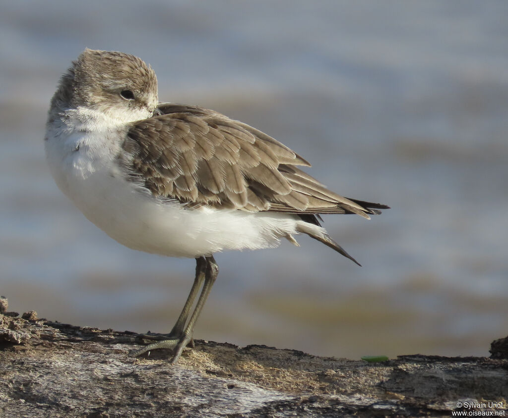 Semipalmated Sandpiper