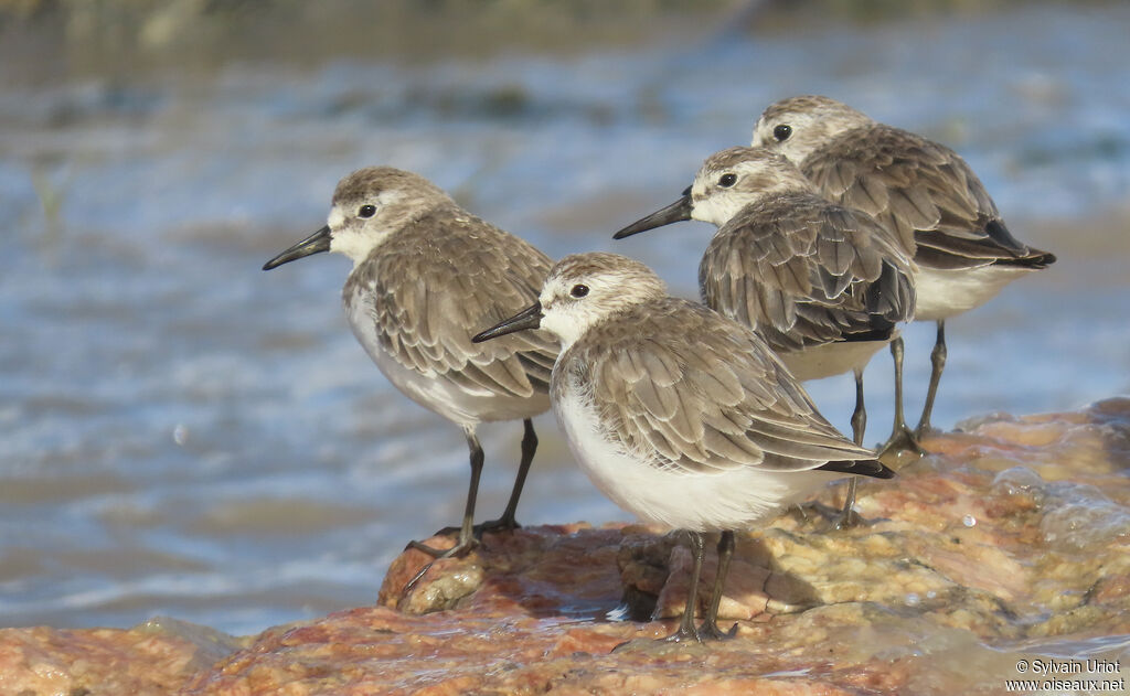 Semipalmated Sandpiper