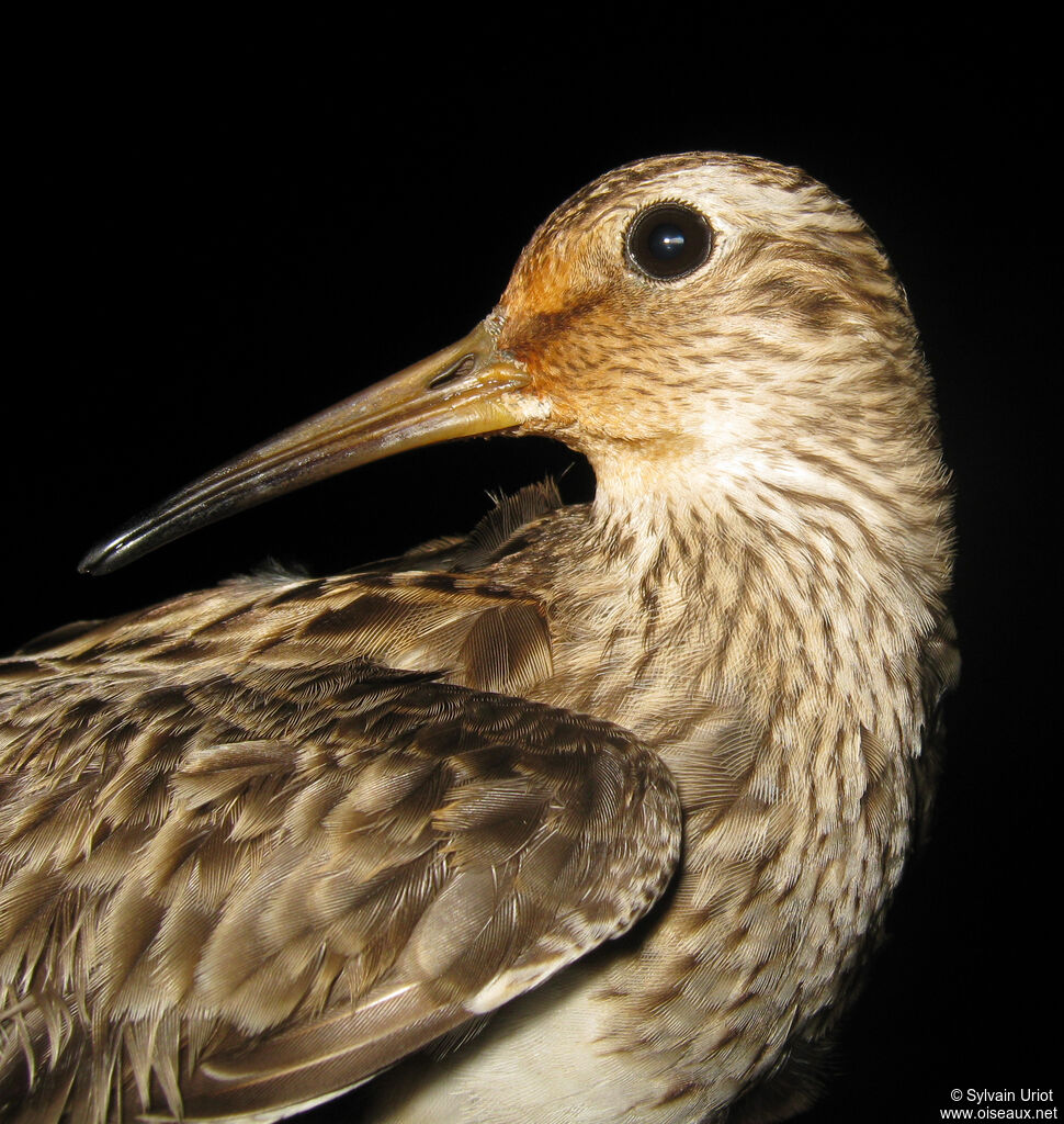 Bécasseau tacheté - Bécasseau à poitrine cendrée<br />1ère année