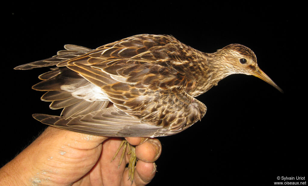 Bécasseau tacheté - Bécasseau à poitrine cendrée<br />1ère année