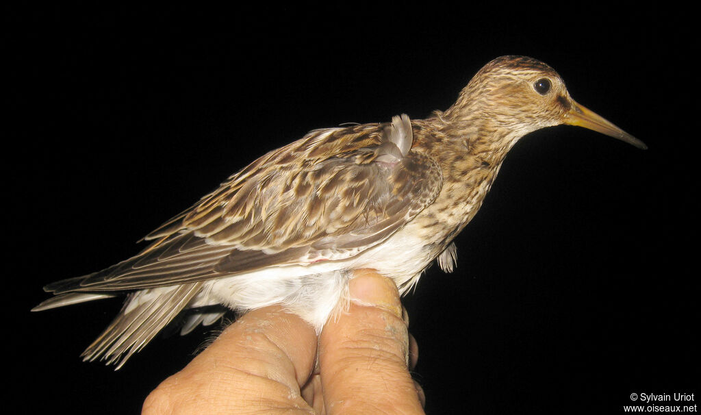 Bécasseau tacheté - Bécasseau à poitrine cendrée<br />1ère année