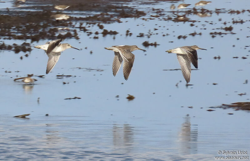 Short-billed Dowitcheradult post breeding