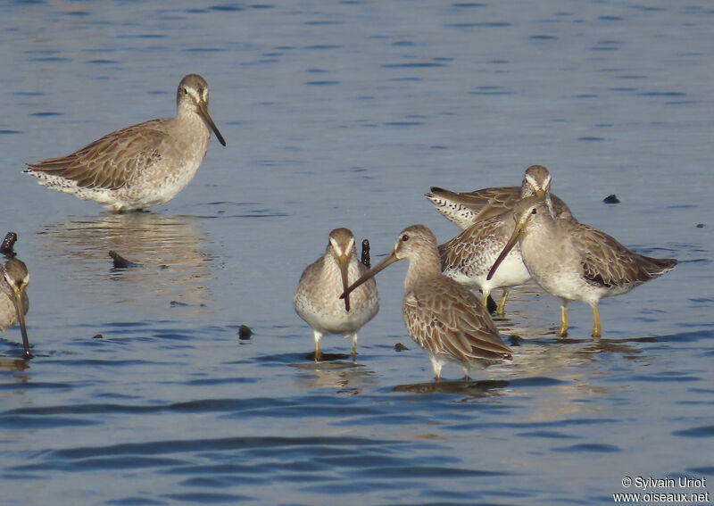 Short-billed Dowitcheradult post breeding