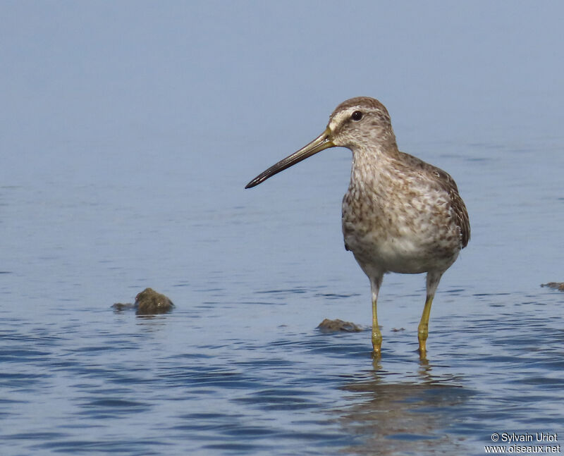 Short-billed Dowitcheradult post breeding