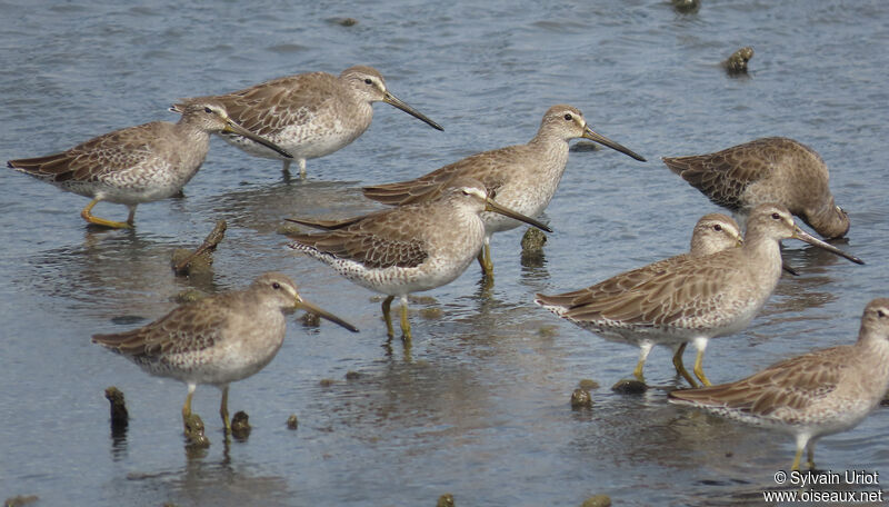 Short-billed Dowitcheradult post breeding