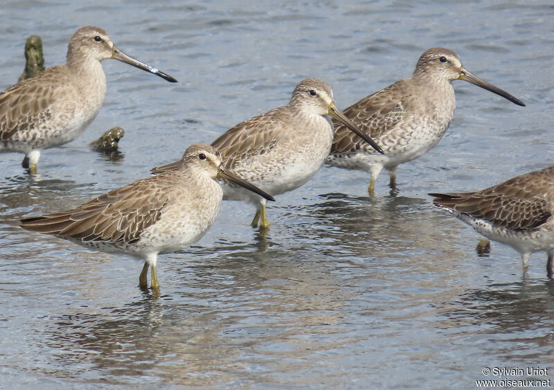 Short-billed Dowitcheradult post breeding