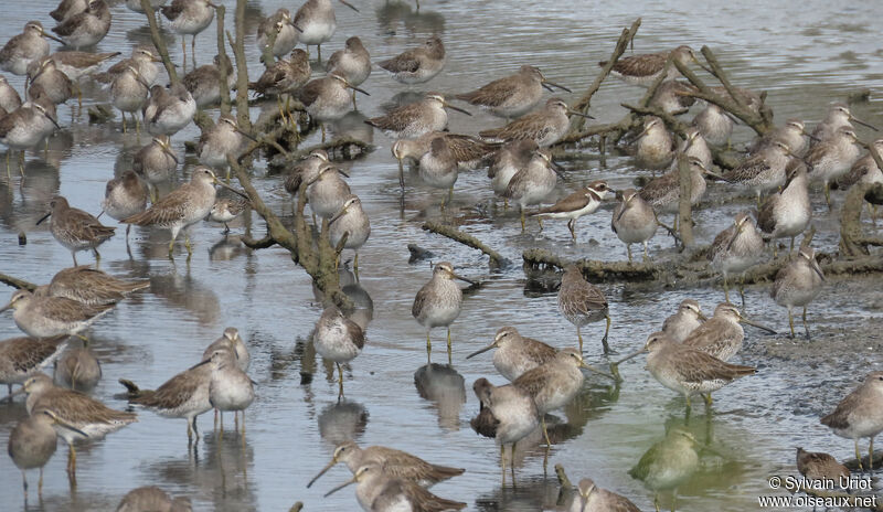 Short-billed Dowitcheradult post breeding