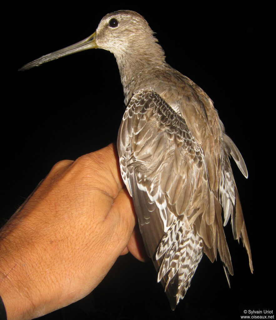 Bécassin à bec court