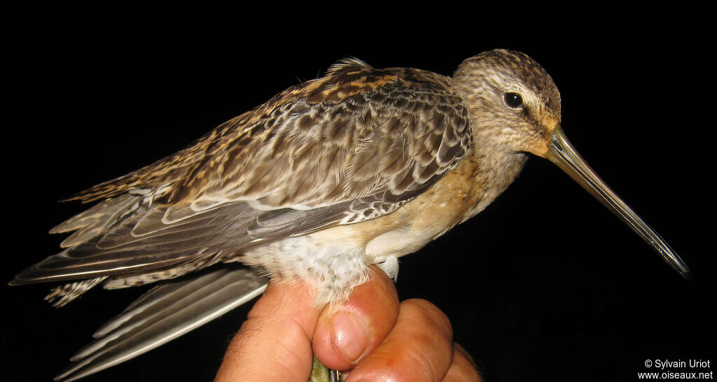 Bécassin à bec court