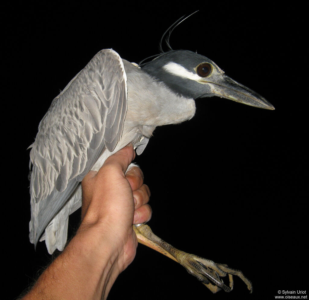 Yellow-crowned Night Heron