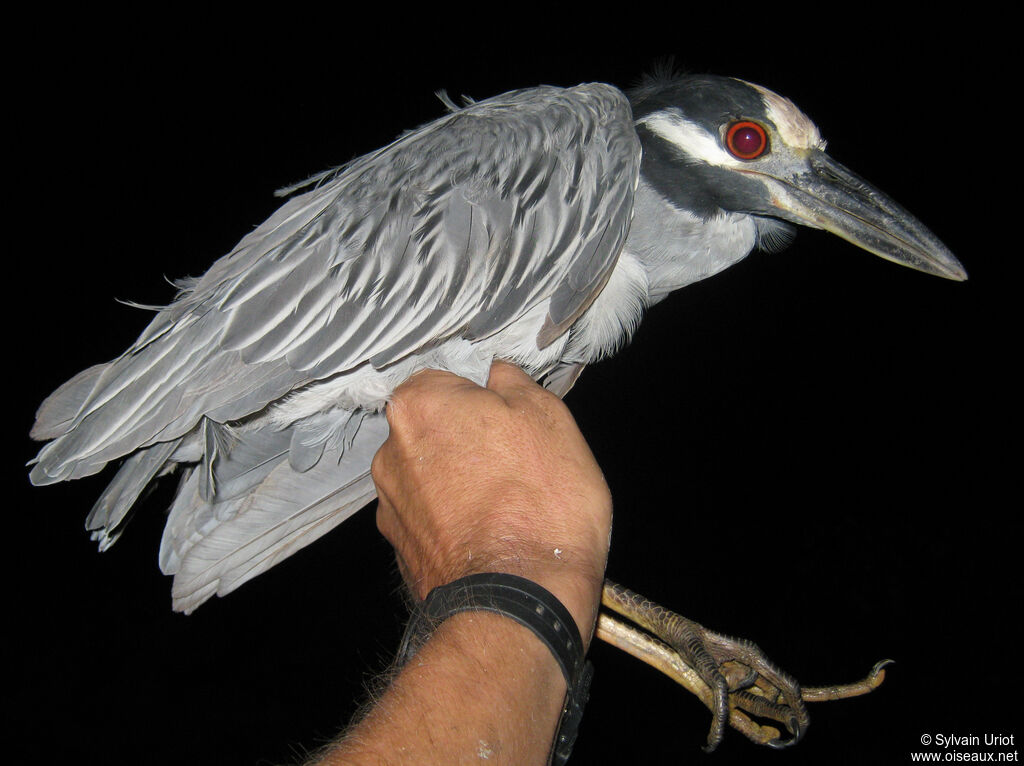Yellow-crowned Night Heron