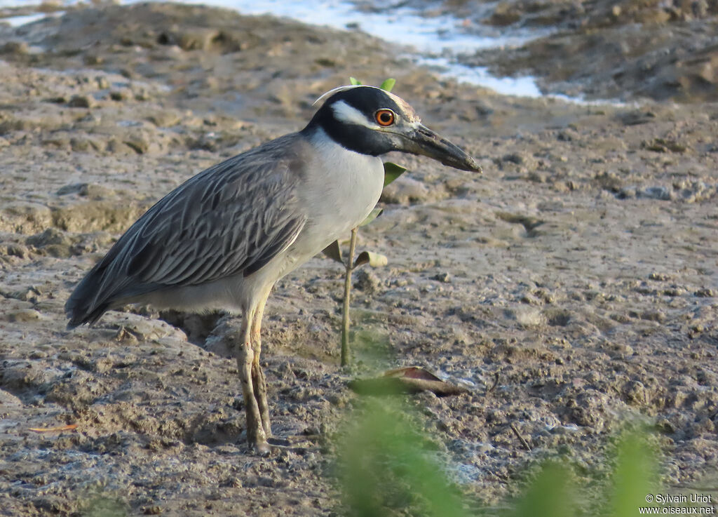 Bihoreau violacé2ème année