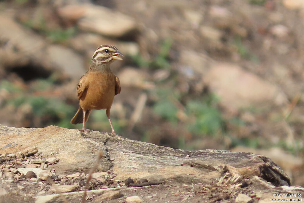 Gosling's Bunting male adult