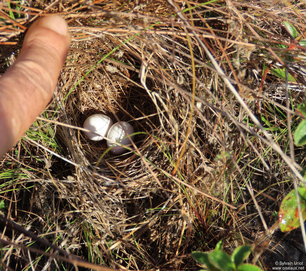 Bruant des savanes, Nidification