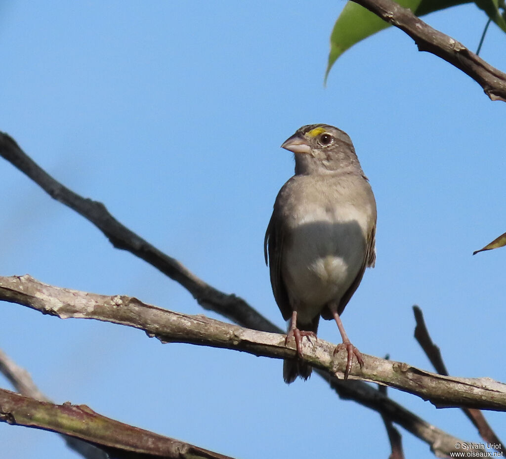 Grassland Sparrowadult