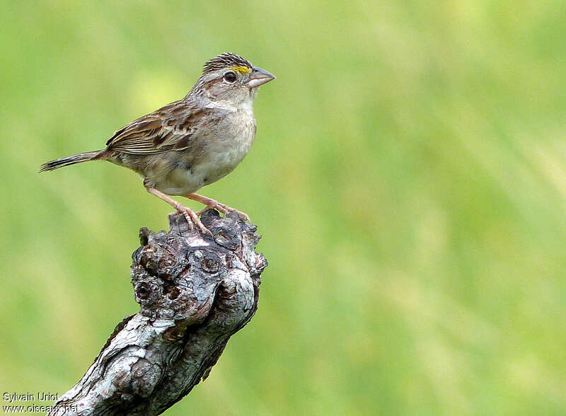 Grassland Sparrowadult, close-up portrait