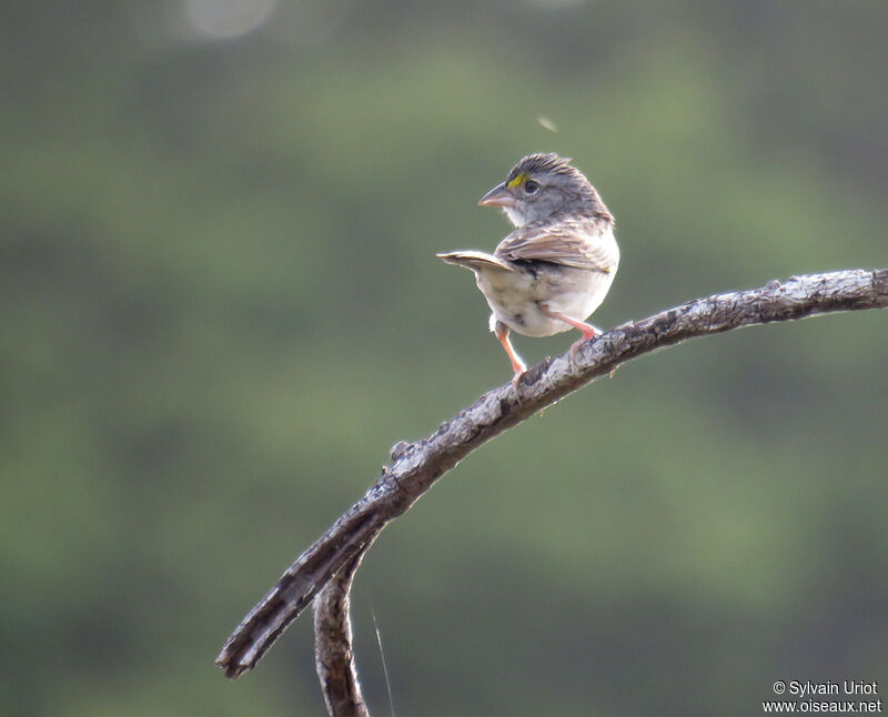 Grassland Sparrowadult