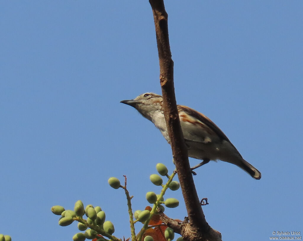 Brubru female adult