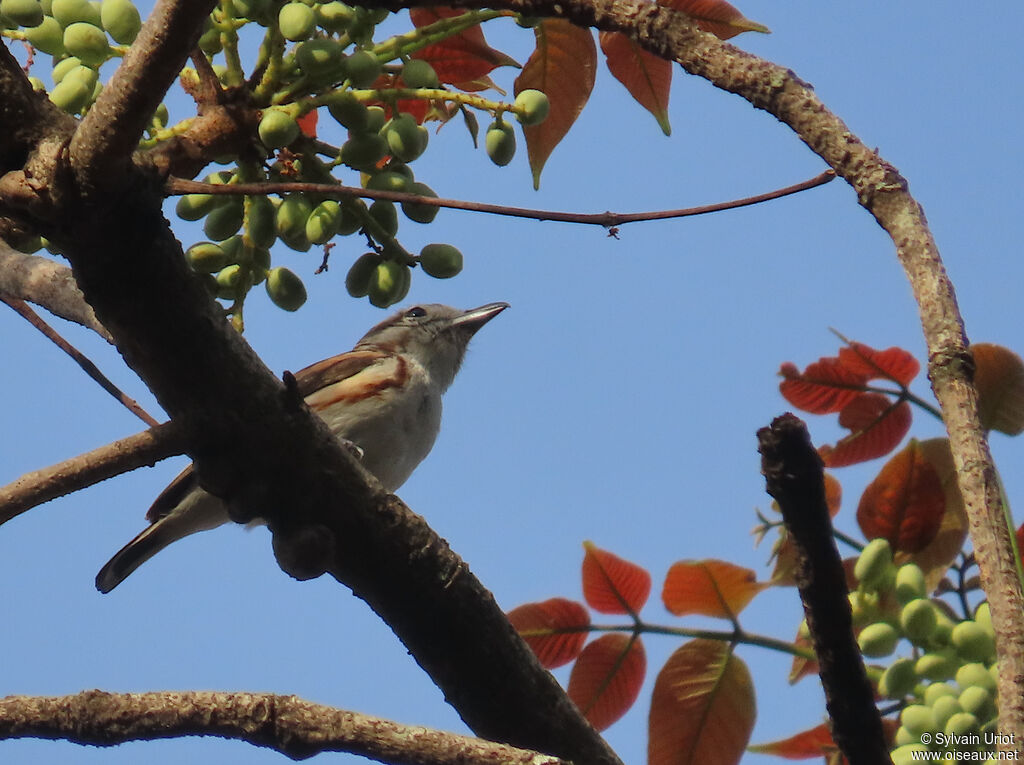 Brubru female adult