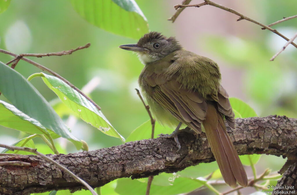 White-throated Greenbuladult