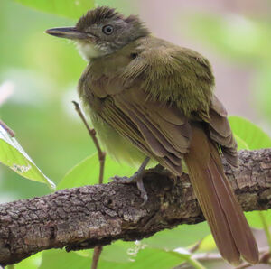 Bulbul à gorge blanche