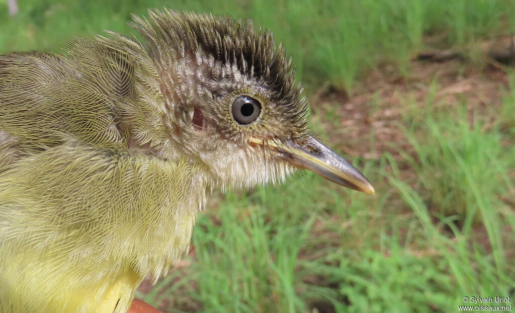 White-throated Greenbuladult