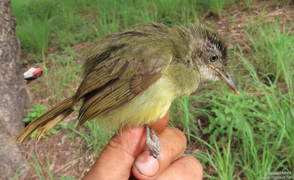 White-throated Greenbuladult