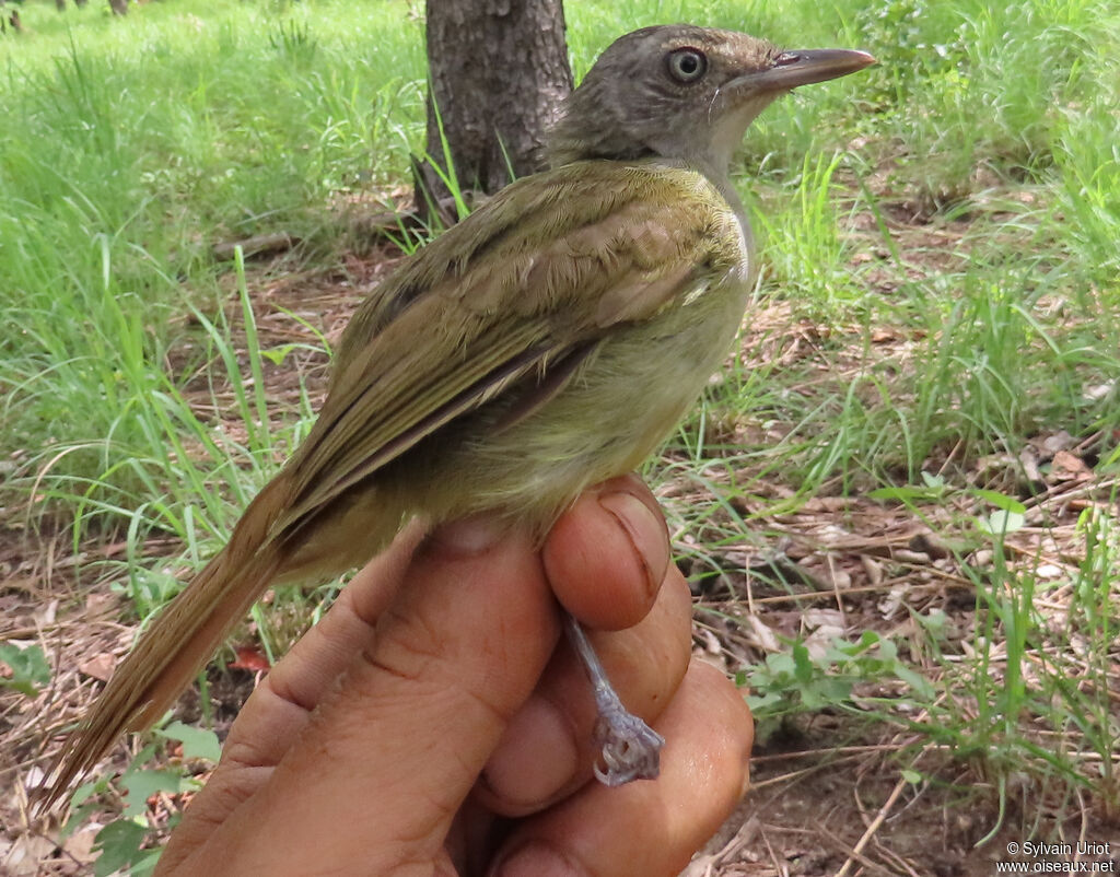 White-throated Greenbuladult