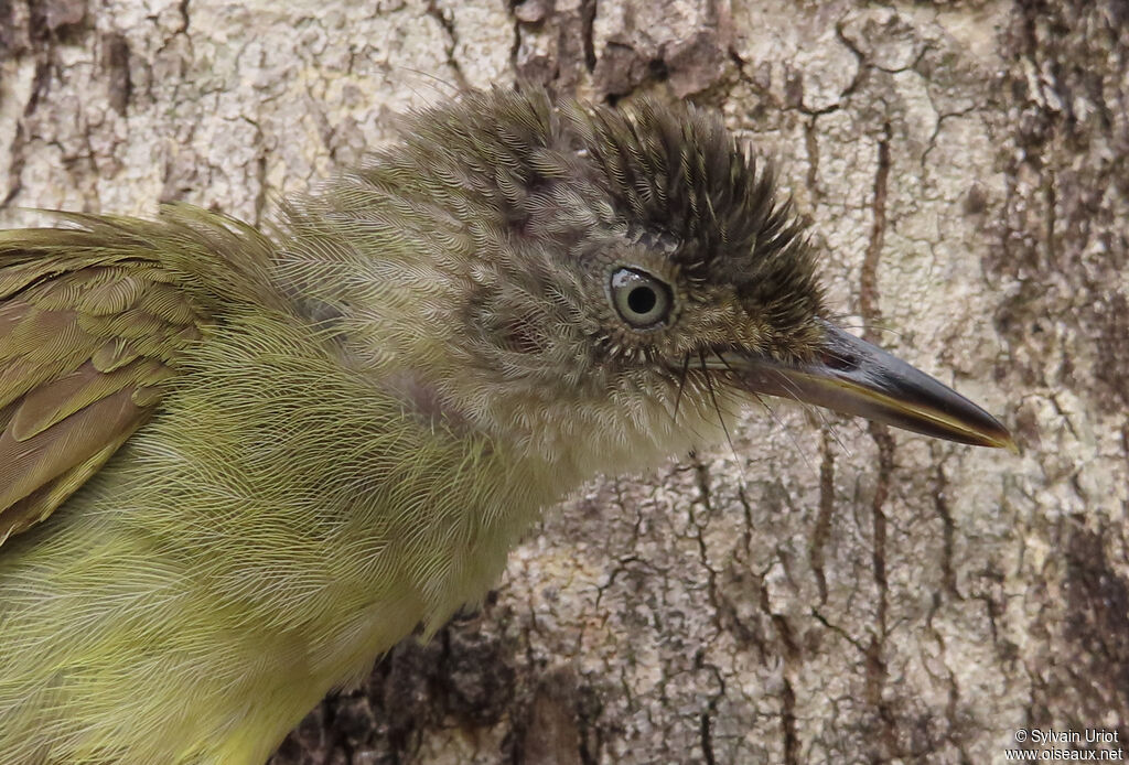 White-throated Greenbuladult