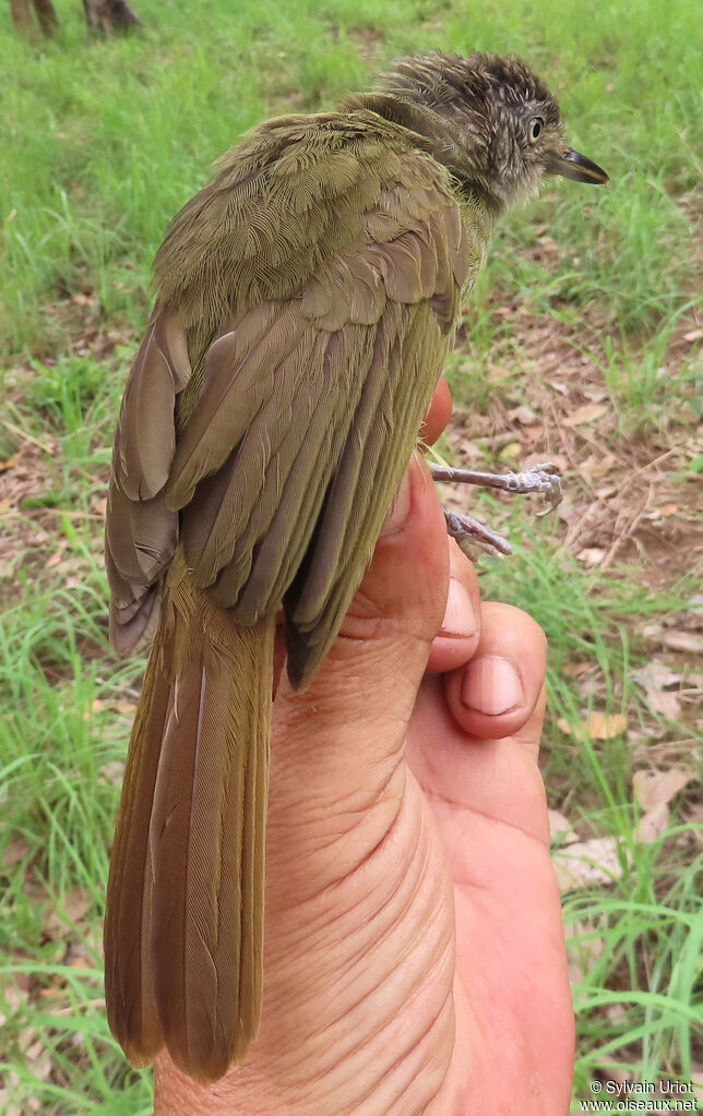 White-throated Greenbuladult