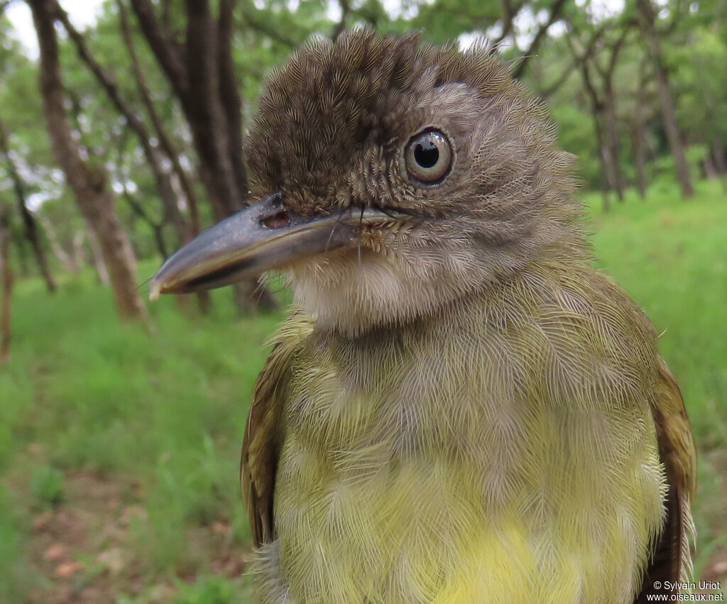 White-throated Greenbuladult