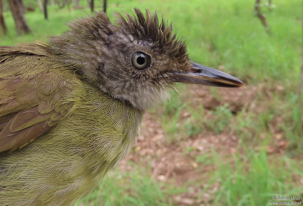 White-throated Greenbuladult
