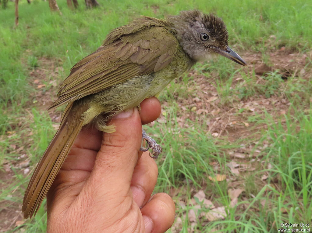 White-throated Greenbuladult