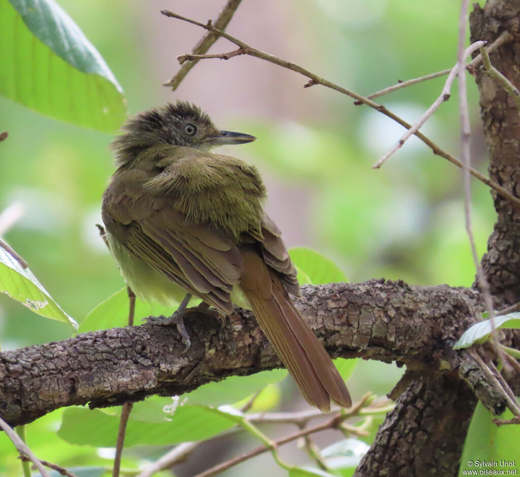 White-throated Greenbuladult