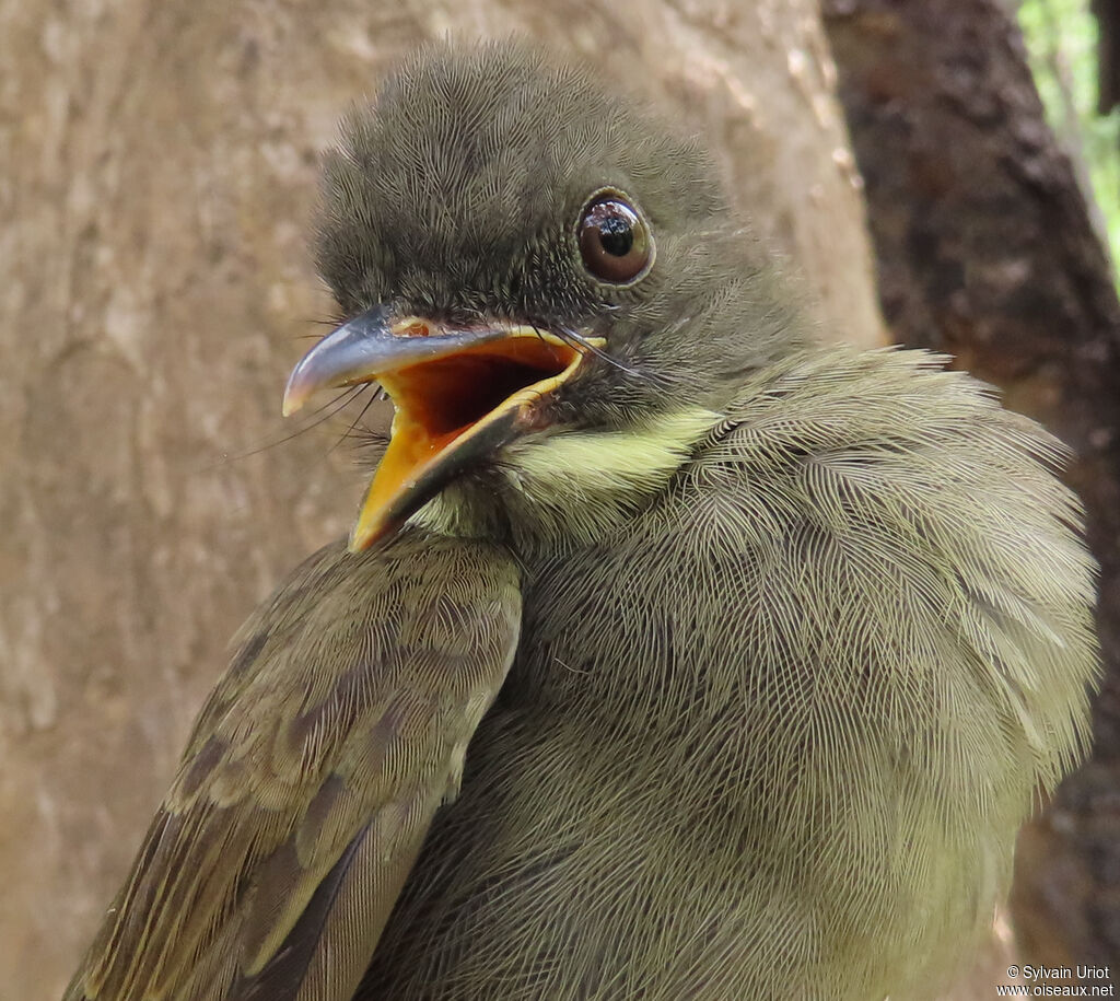 Yellow-whiskered Greenbuladult