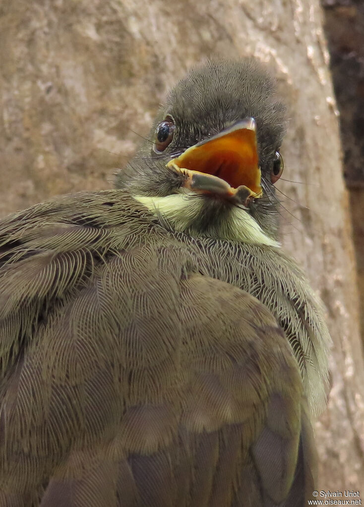 Yellow-whiskered Greenbuladult