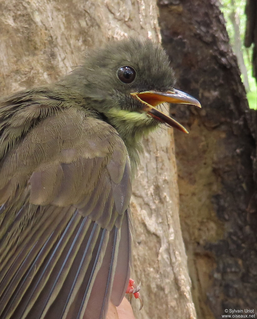 Yellow-whiskered Greenbuladult