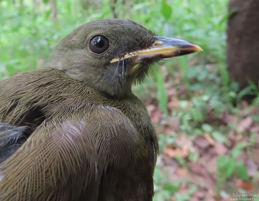 Yellow-whiskered Greenbulimmature
