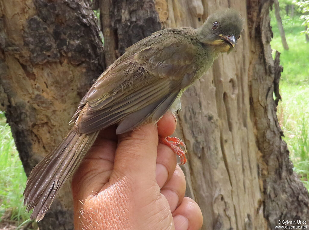 Yellow-whiskered Greenbuladult