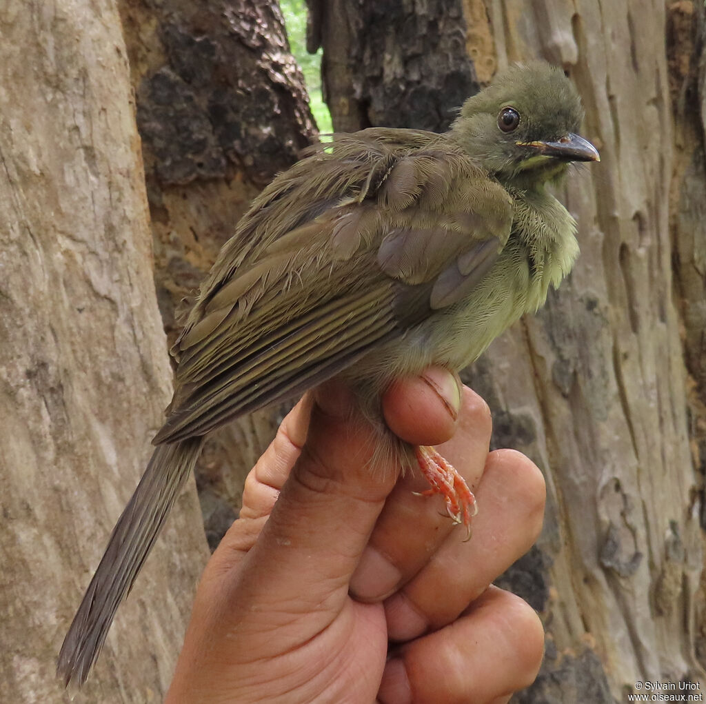 Yellow-whiskered Greenbuladult