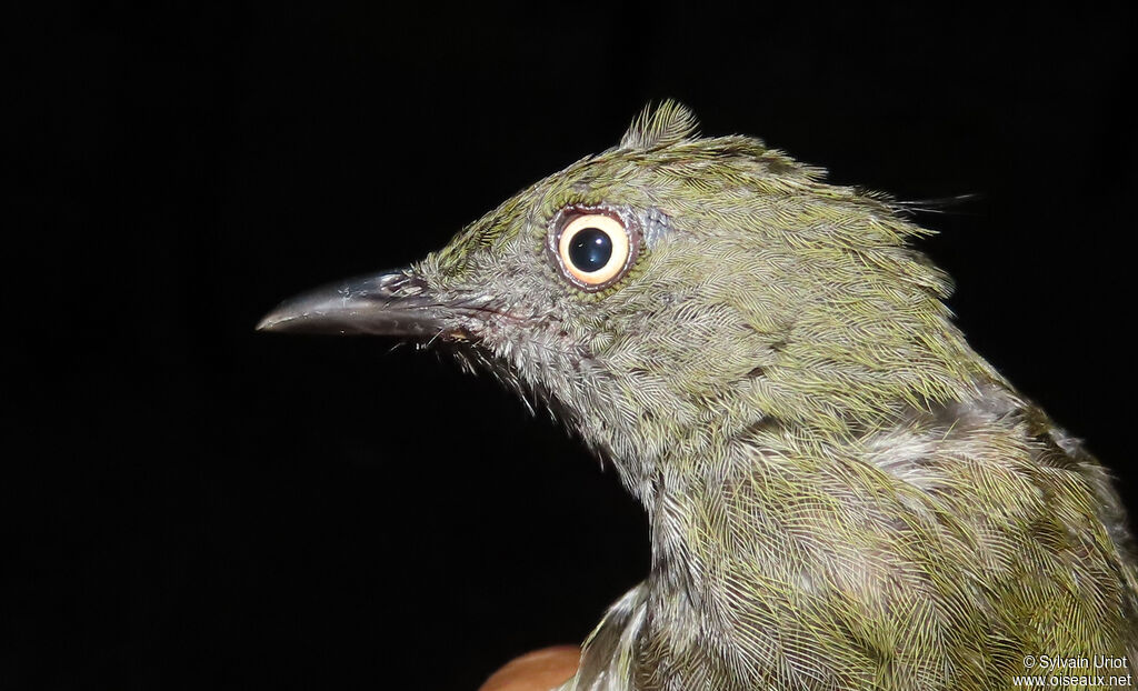Honeyguide Greenbuladult