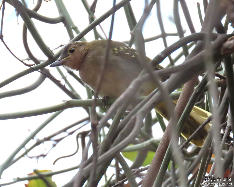 Bulbul à tête bruneadulte