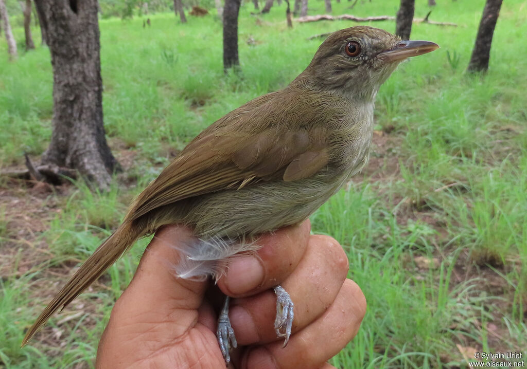 Bulbul de Baumannadulte