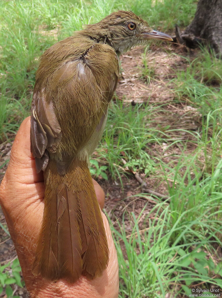 Bulbul de Baumannadulte