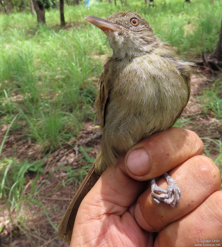 Bulbul de Baumannadulte