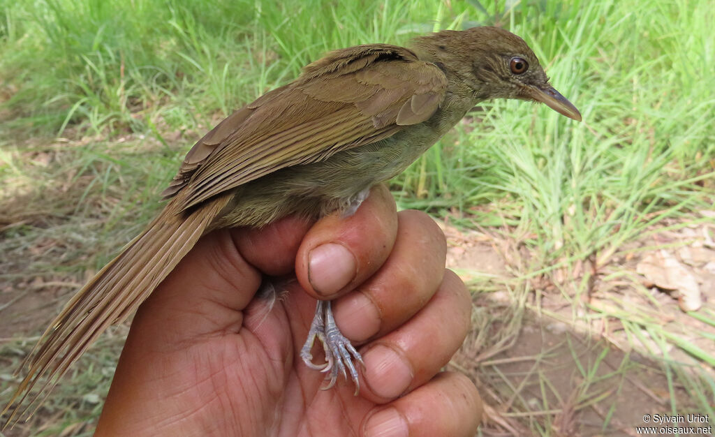 Bulbul de Baumannadulte