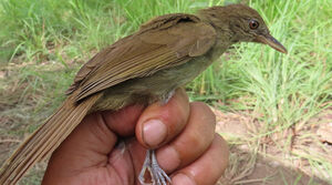 Bulbul de Baumann