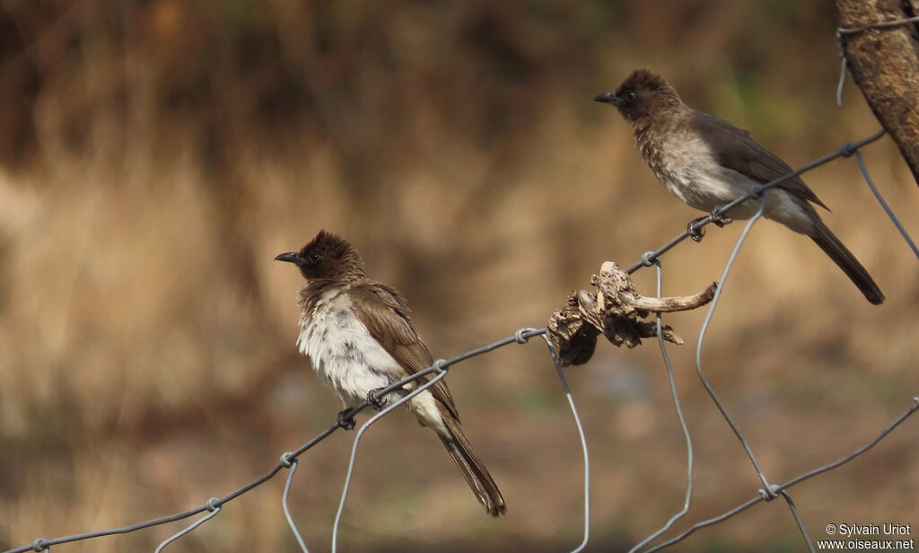 Bulbul des jardinsadulte