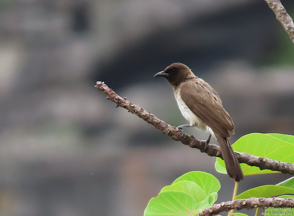 Bulbul des jardinsadulte